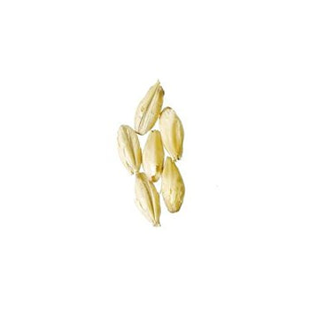 Brewmaster - GR301E Malt - Briess Brewers 2-Row - 5 lb